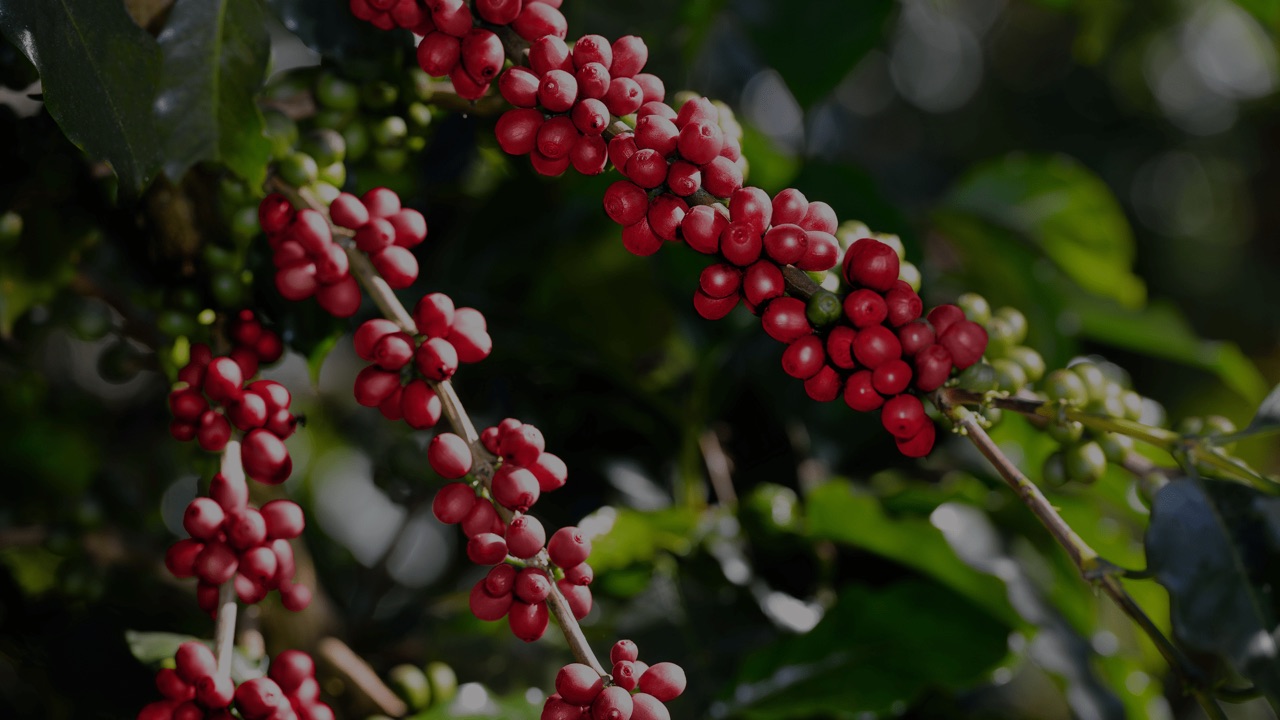 Cerezas de café maduras en la rama, listas para cosechar
