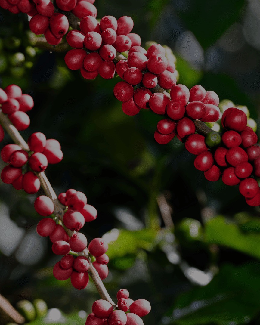 Cerezas de café maduras en la rama, listas para cosechar